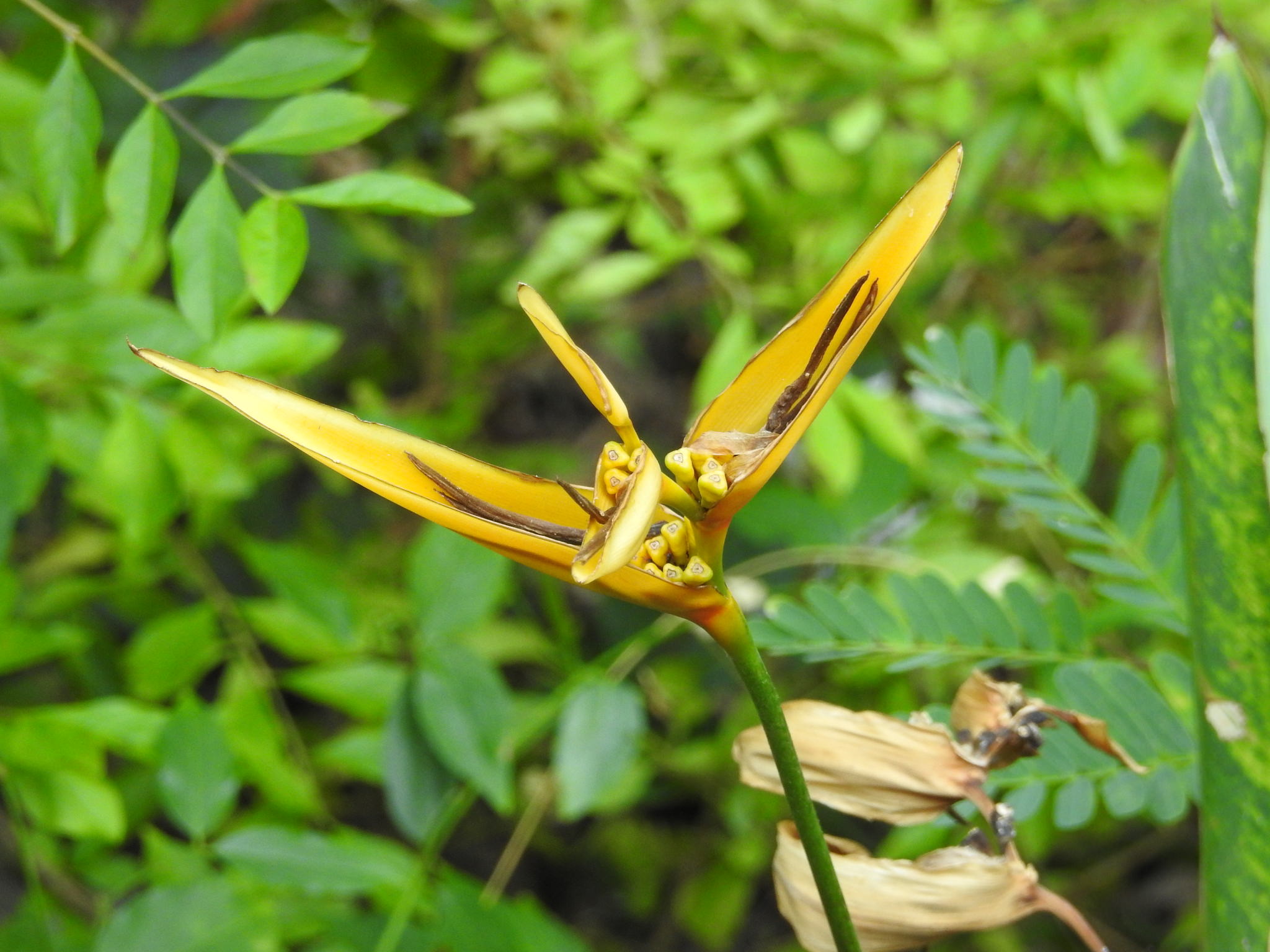 Heliconia psittacorum